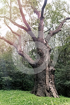 Medieval millennial oak, tree and landmark of the Cold Yar, Ukraine. Maxim Zalizniak Oak