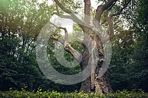 Medieval millennial oak, tree and landmark of the Cold Yar, Ukraine. Maxim Zalizniak Oak