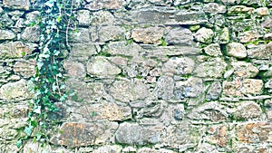 Medieval old ancient stone brick English castle wall ivy vines texture pattern background
