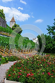 Medieval rose garden