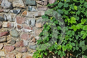 Medieval stone wall and green hedge