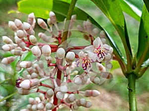 Medinilla flowers grow to decorate the garden with benefits for herbal medicine