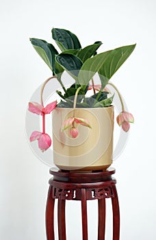 A pot of medinilla magnifica flower on an exquisite Chinese flower stand isolated on white background. photo