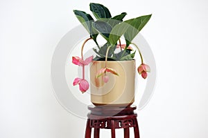 A pot of medinilla magnifica flower on an exquisite Chinese flower stand isolated on white background.. photo