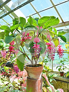 Medinilla magnifica flower growing in the pot