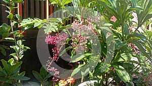 Medinilla Magnifica, forest plants that are widely used as ornamental plants around the house.