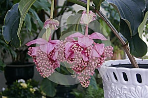 Medinilla magnifica