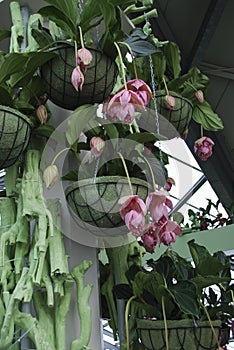 Medinilla magnifica, the showy medinilla or rose grape is a species of flowering plant.