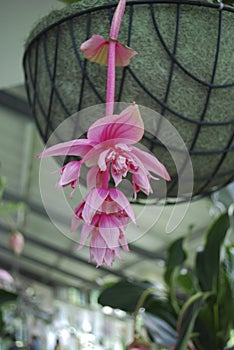 Medinilla magnifica, the showy medinilla or rose grape is a species of flowering plant.
