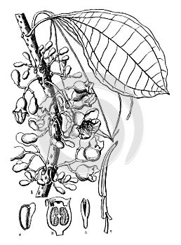 Medinilla vintage illustration