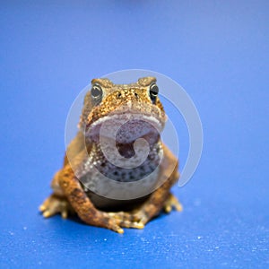 Meditating American Toad