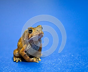 Meditating American Toad