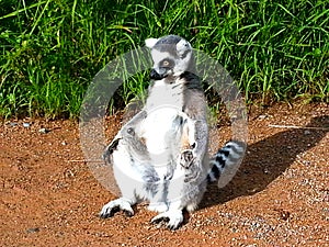 Meditating lemur in the sunshine