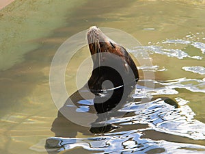 Meditating Seal on the water