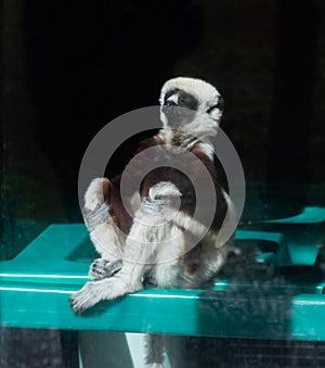 Meditating sifaka lemur at the Duke Lemur center