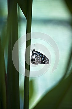 Meditation: Blue Butterfly At Rest