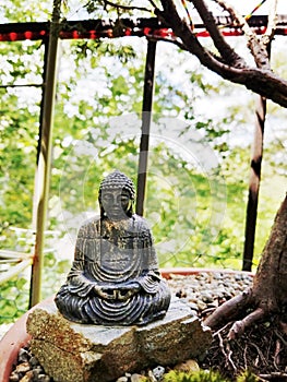 Meditation in a Bonsai