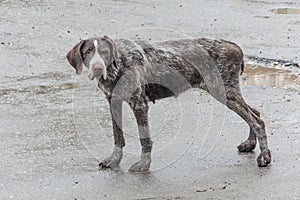 Meditations of an old dog about former hunting feats