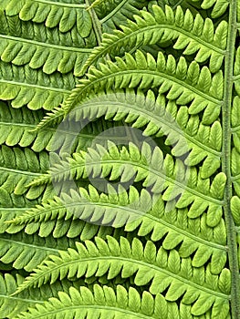 Meditative pattern of bracken photo