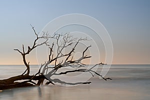 meditative seascape with dead tree and driftwood at sunrise