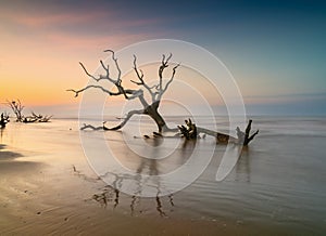 meditative seascape with dead tree and driftwood at sunrise