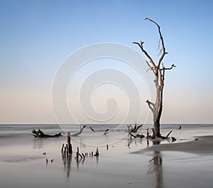 meditative seascape with dead tree and driftwood at sunrise