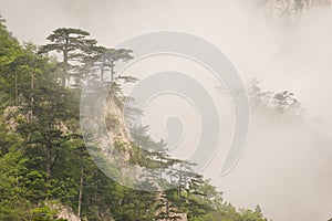 Mediteranean mountain flora coverd with fog