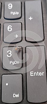 Mediteranian fruitfly in laptop keyboard photo