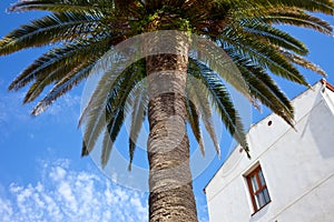 Mediterranean architecture and vegetation. palm tree