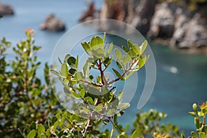Mediterranean azure coves and beautiful bays photo