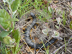 Mediterranean banded centipede ( Scolopendra cingulata ) with its black body and numerous yellow - orange legs