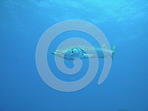 Mediterranean Barracuda