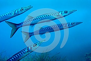 Mediterranean  Barracuda, Cabo Cope Puntas del Calnegre Natural Park, Murcia, Spain