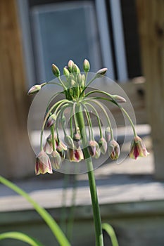 Mediterranean Bells Allium Flower close up