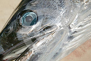 Mediterranean billfish head tetrapturus belone