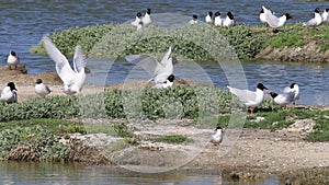 Mediterranean and black-headed gulls, breeding season, Noirmoutier, France