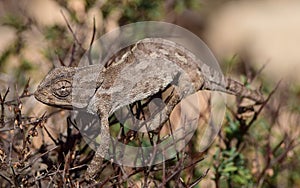 A Mediterranean Chameleon basking and walking on garigue vegetation in Malta