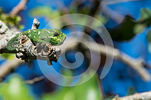 A Mediterranean Chameleon, Chamaeleo chamaeleon, resting on a carob tree twig with curled tail