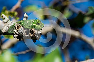 A Mediterranean Chameleon, Chamaeleo chamaeleon, resting on a carob tree twig with curled tail