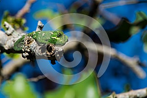 A Mediterranean Chameleon, Chamaeleo chamaeleon, resting on a carob tree twig with curled tail