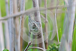 Mediterranean Chameleon, Chamaeleo chameleon stretched out on bamboo sticks, keeping a watchful eye