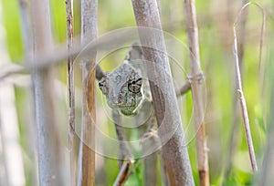 Mediterranean Chameleon, Chamaeleo chameleon stretched out on bamboo sticks, keeping a watchful eye