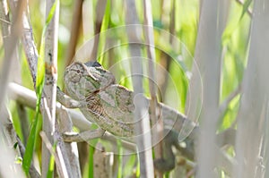 Mediterranean Chameleon, Chamaeleo chameleon stretched out on bamboo sticks, keeping a watchful eye