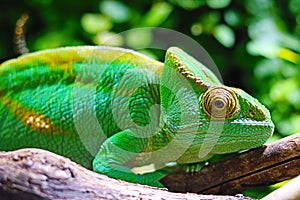 Mediterranean chameleon closeup - Chamaeleo chameleon