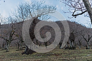 Mediterranean chestnut forest. View of trees in autumn. Italy