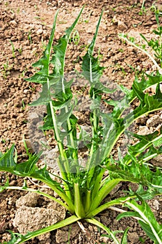 Mediterranean chicory