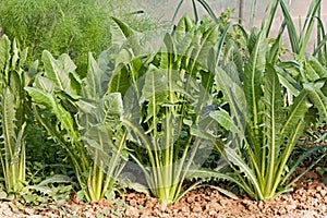 Mediterranean chicory photo