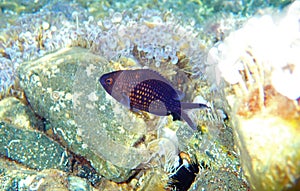 Mediterranean chromis, damselfish - Chromis chromis