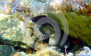 Mediterranean chromis, damselfish - Chromis chromis