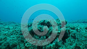 Mediterranean chromis fish Chromis chromis swims over rocky seabed covered with Brown Seaweed Cystoseira. Camera moves sideway